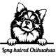 Long Hair Chihuahuas