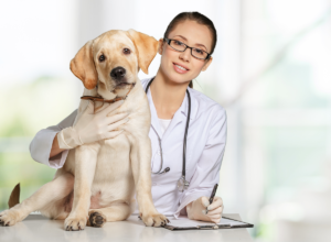 dog-vet-checkup