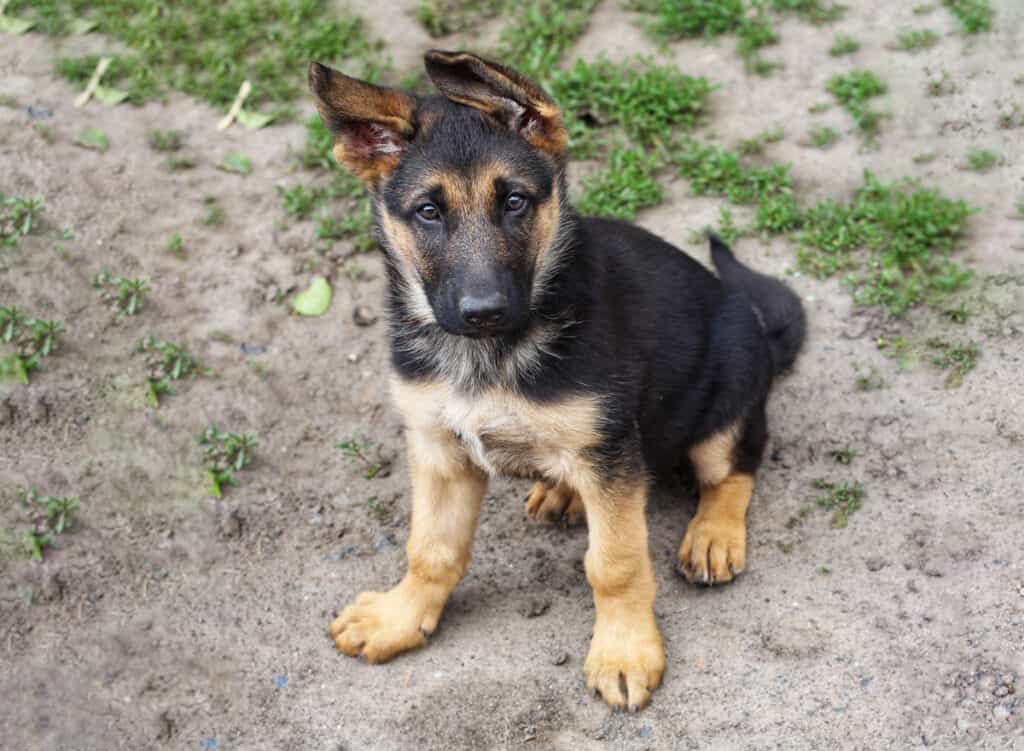 German Shepherd Puppy For Sale Ireland German Shepherd Puppies Angeles ...