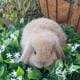 Holland lop