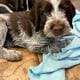 AKC Registered German Wirehaired Pointer Puppies