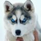 Pure Blue Eyes Siberian Husky Puppies- Bayonne, NJ