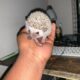 5 Week Old baby hedgehog