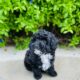 Toy poodle 9 weeks looking for forever family