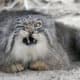 Longhair British Cat