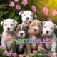 Puppies Available! UKC Registered Pitbulls