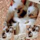 Sealpoint Siamese kittens