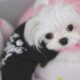 Korean tiny Pomeranian_Chu Chu