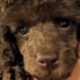 AKC toy poodle puppy for sale