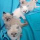 Purebred Ragdoll Kittens