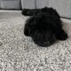 15 week old Phantom Black mini poodle