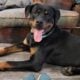 German Rottweiler Puppy