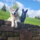 Sublime Shepsky will bewitch your heart
