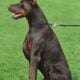 Akc full euro titan