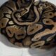Multiple snake morphs(prices from 100 to 550)