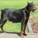 DOBERMAN PUPPIES FOR SALE!