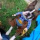 Binx the Boston Terrier DOB 10/14/2022
