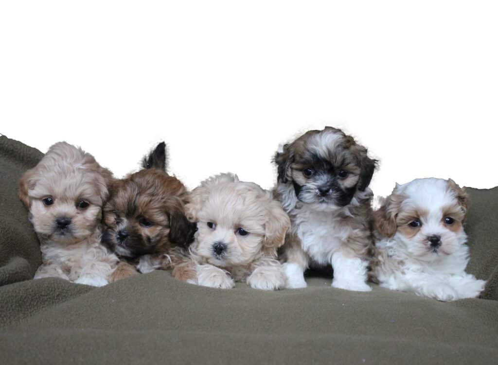 shih poo puppies for sale