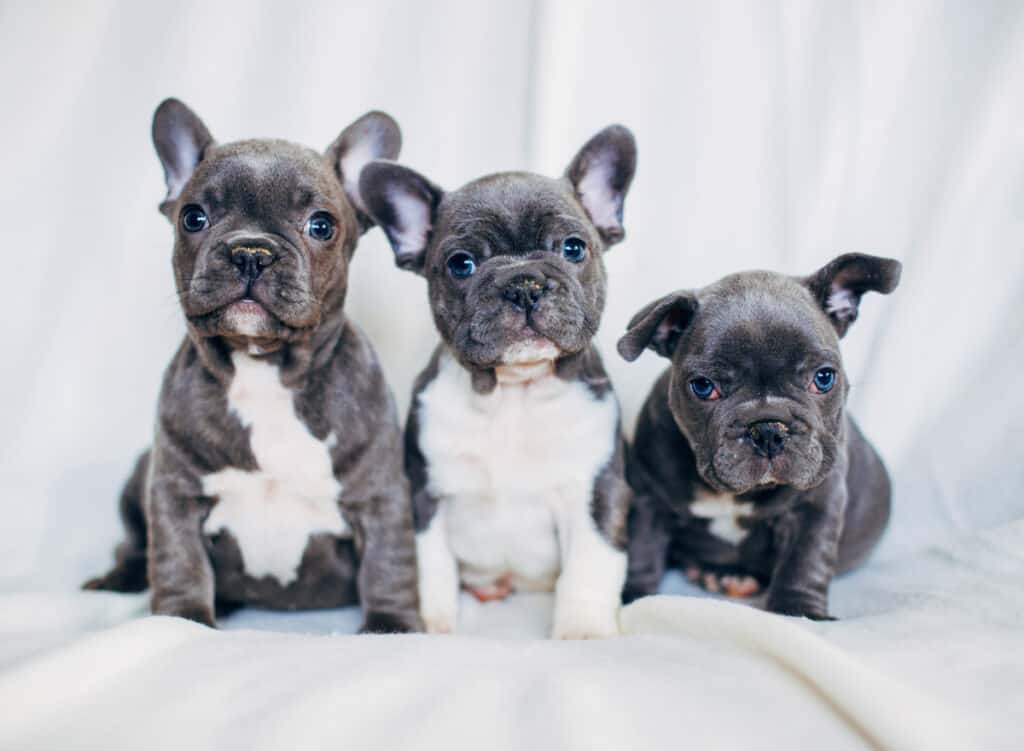 French Bulldog Puppies for Sale