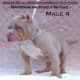 lilac Tri color american bully male two