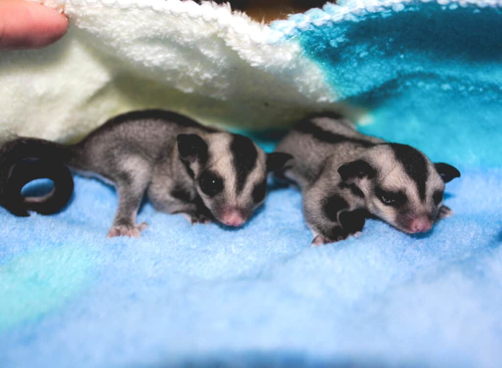 sugar gliders joeys for sale