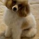 AKC Sweet Toy Poodle Puppy!
