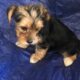 Adorable Male yorkie!