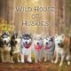 4 Pure white health tested AKC siberian Huskies