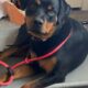 Re-homing 1 yr old female purebred Rottweiler