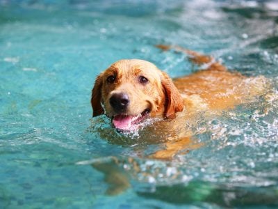 Deadly risk during summer time: dogs and water poisoning