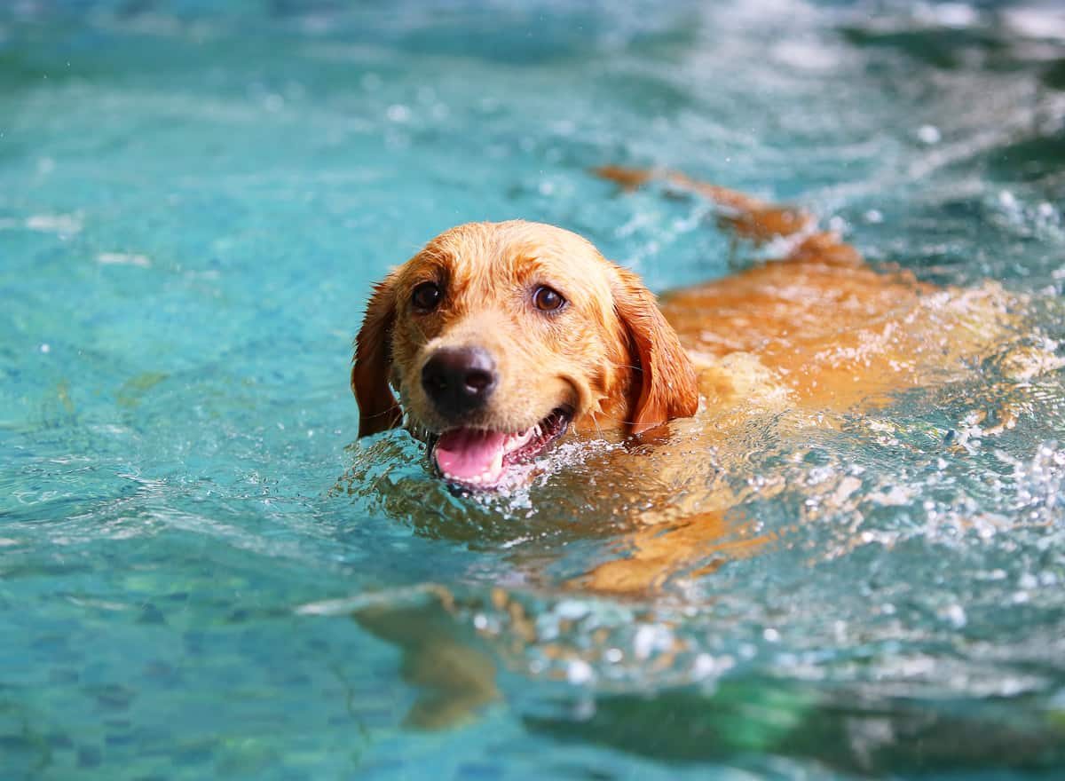 Deadly risk during summer time: dogs and water poisoning
