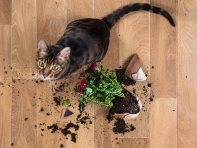 These indoor plants could harm your pet!