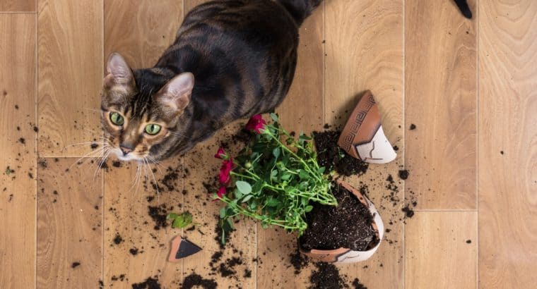 These indoor plants could harm your pet!