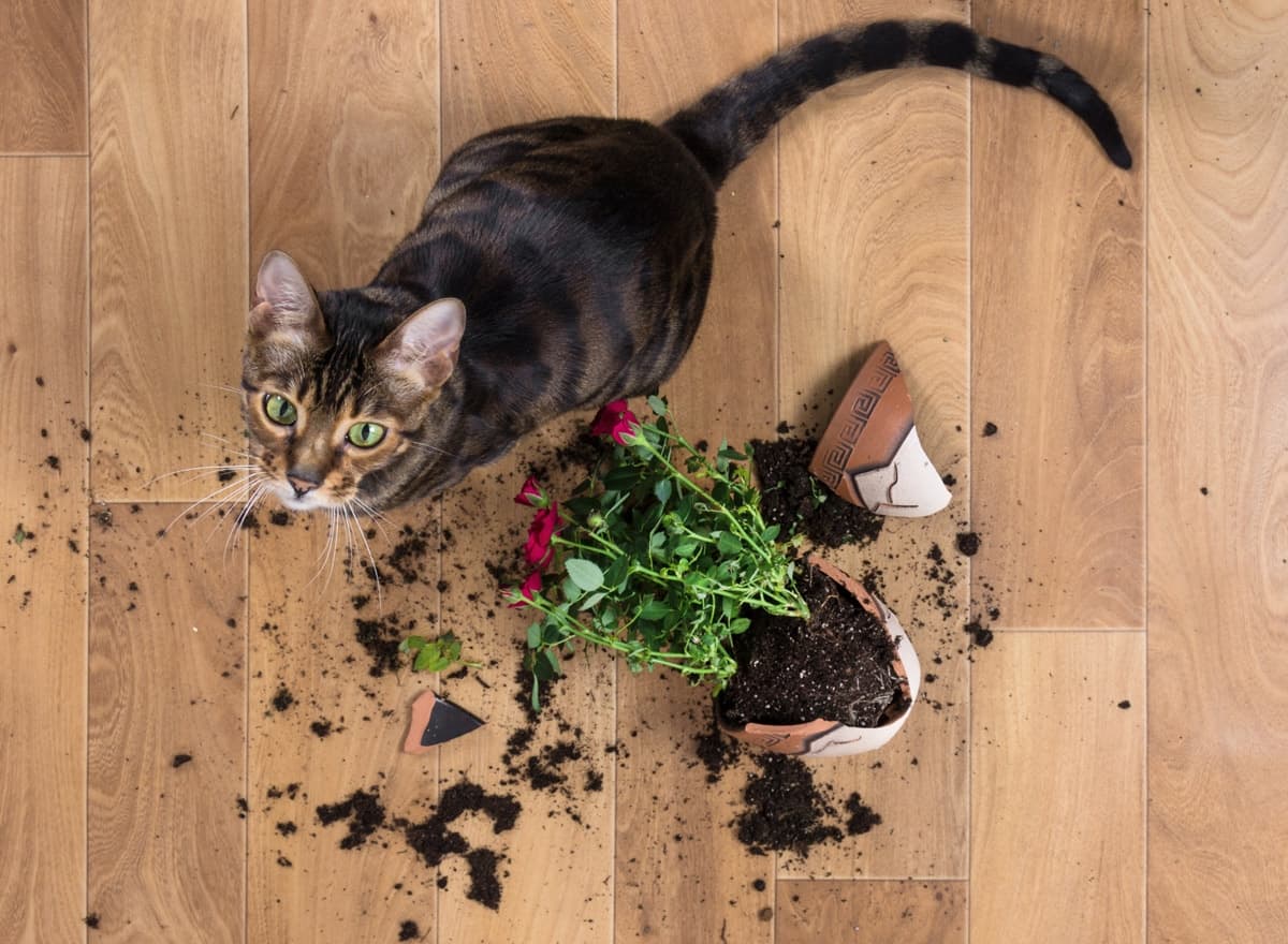 These indoor plants could harm your pet!