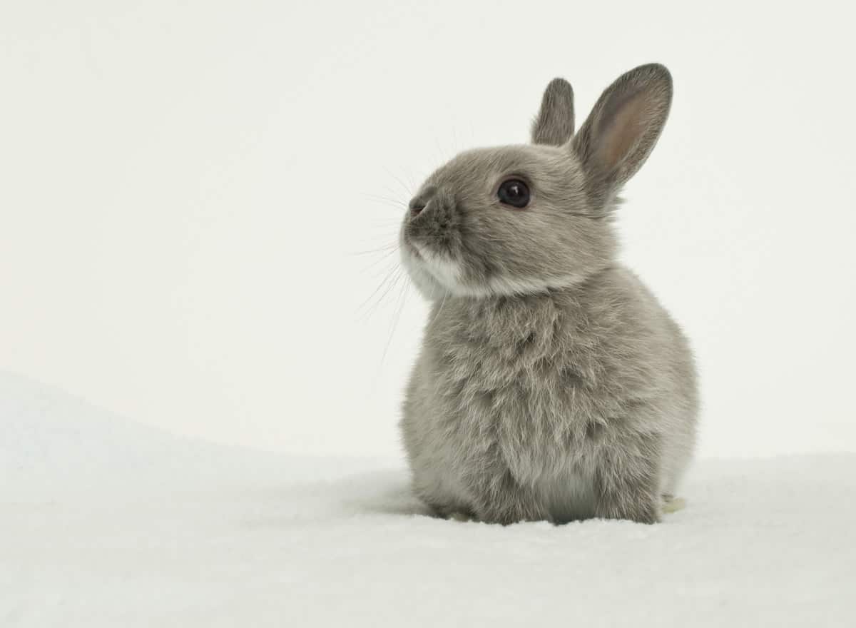 Cuddly Dwarf Rabbit