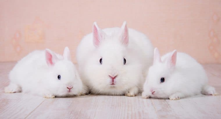 Dwarf Rabbits as pets: Everything you needed to know!