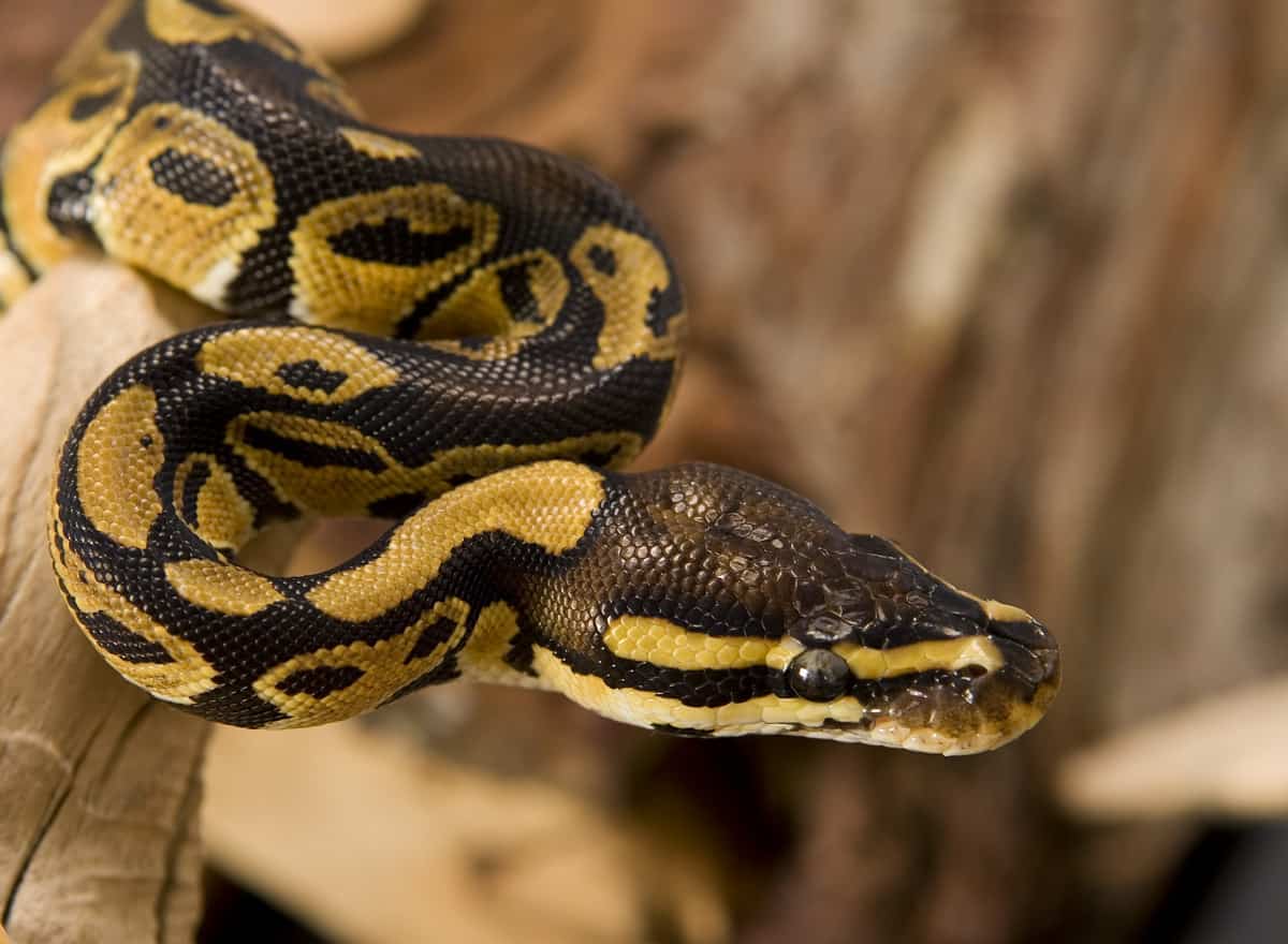 Pet Snakes: 9 Things you Should Know | Petclassifieds.com