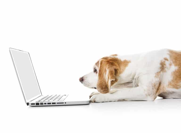 Best Places to Sell Puppies Online for Free