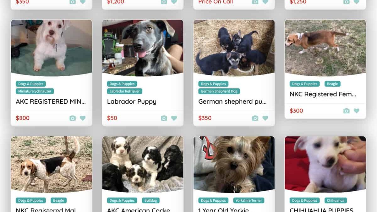 Local Pet Classifieds Buy Sell Adopt Free Petclassifieds Com