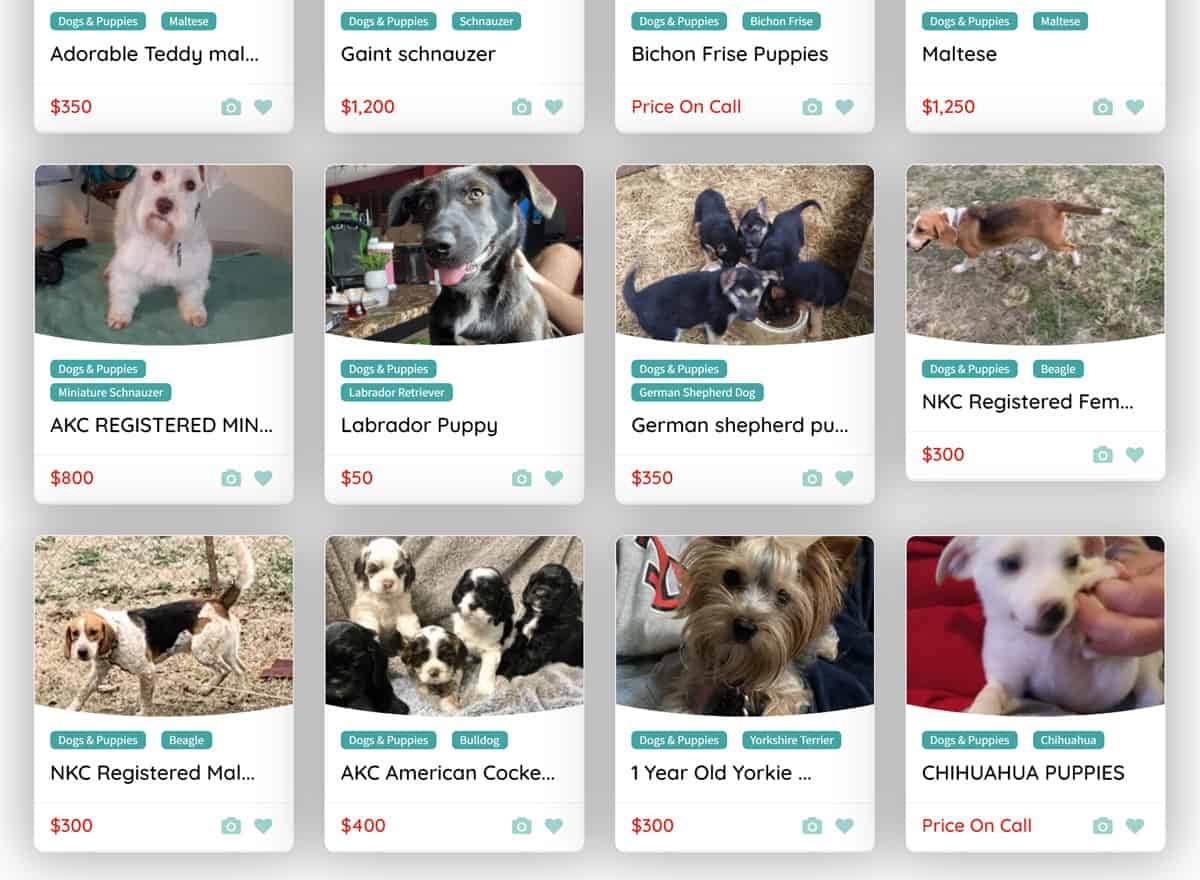 Local Pet Classifieds - Buy, Sell, Adopt, Free | PetClassifieds.com