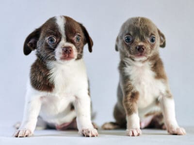Sell Puppies & Dogs Online