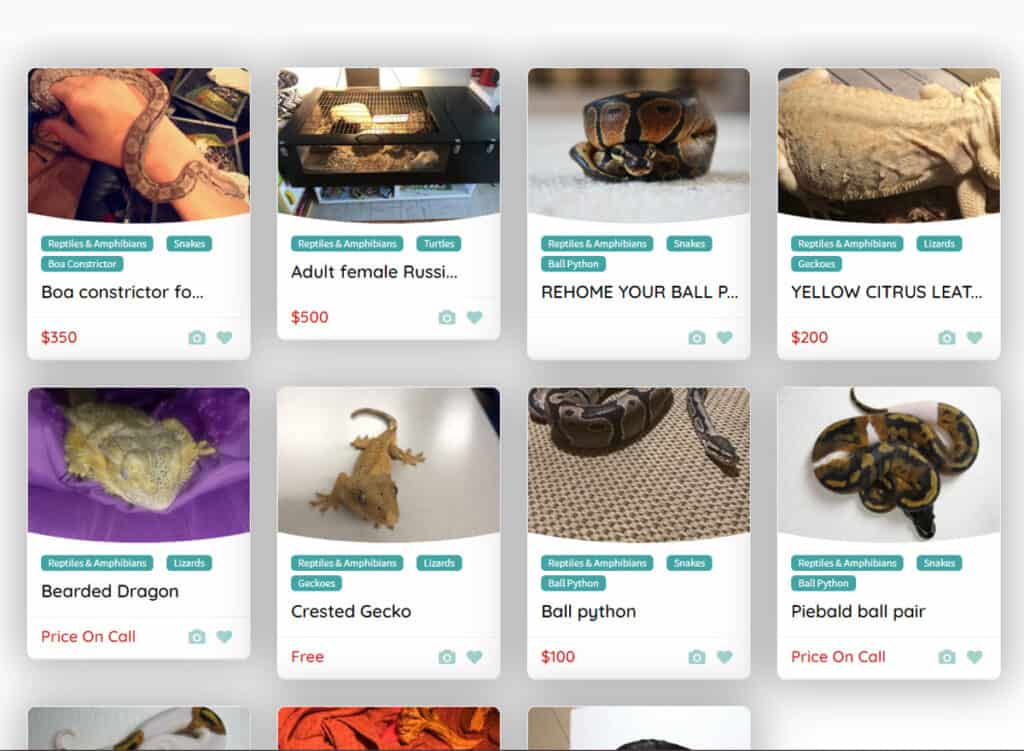 9 Things you should know About Pet Snakes