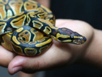 9 Things you should know About Pet Snakes