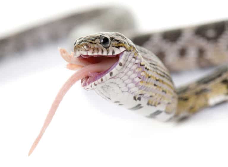 9 Things you should know About Pet Snakes