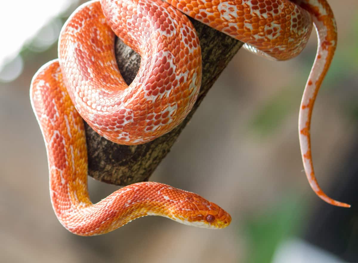 Pet Snakes: 9 Things you Should Know - Petclassifieds.com