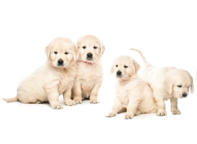 Free Puppies near me - Pet Classifieds