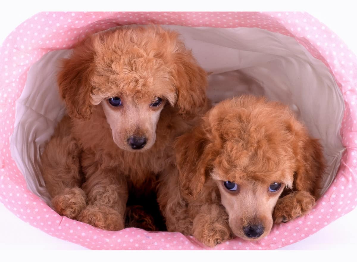 Free Puppies Near Me Puppies To Good Home Petclassifieds Com