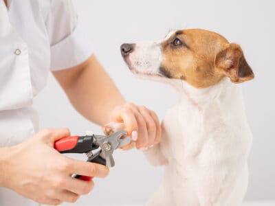 How to Clip Your Dog’s Nails