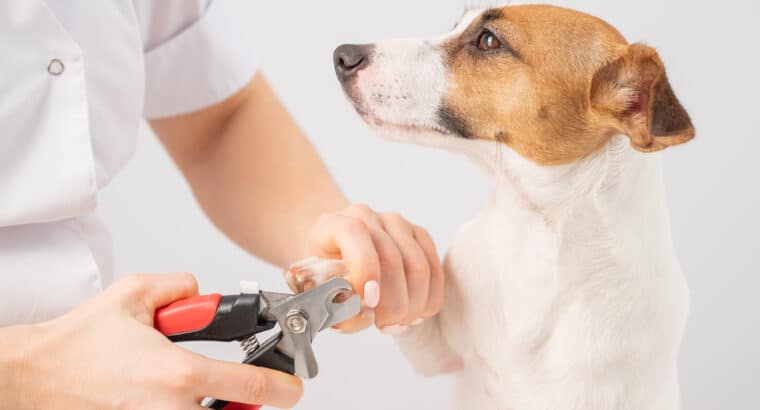 How to Clip Your Dog’s Nails