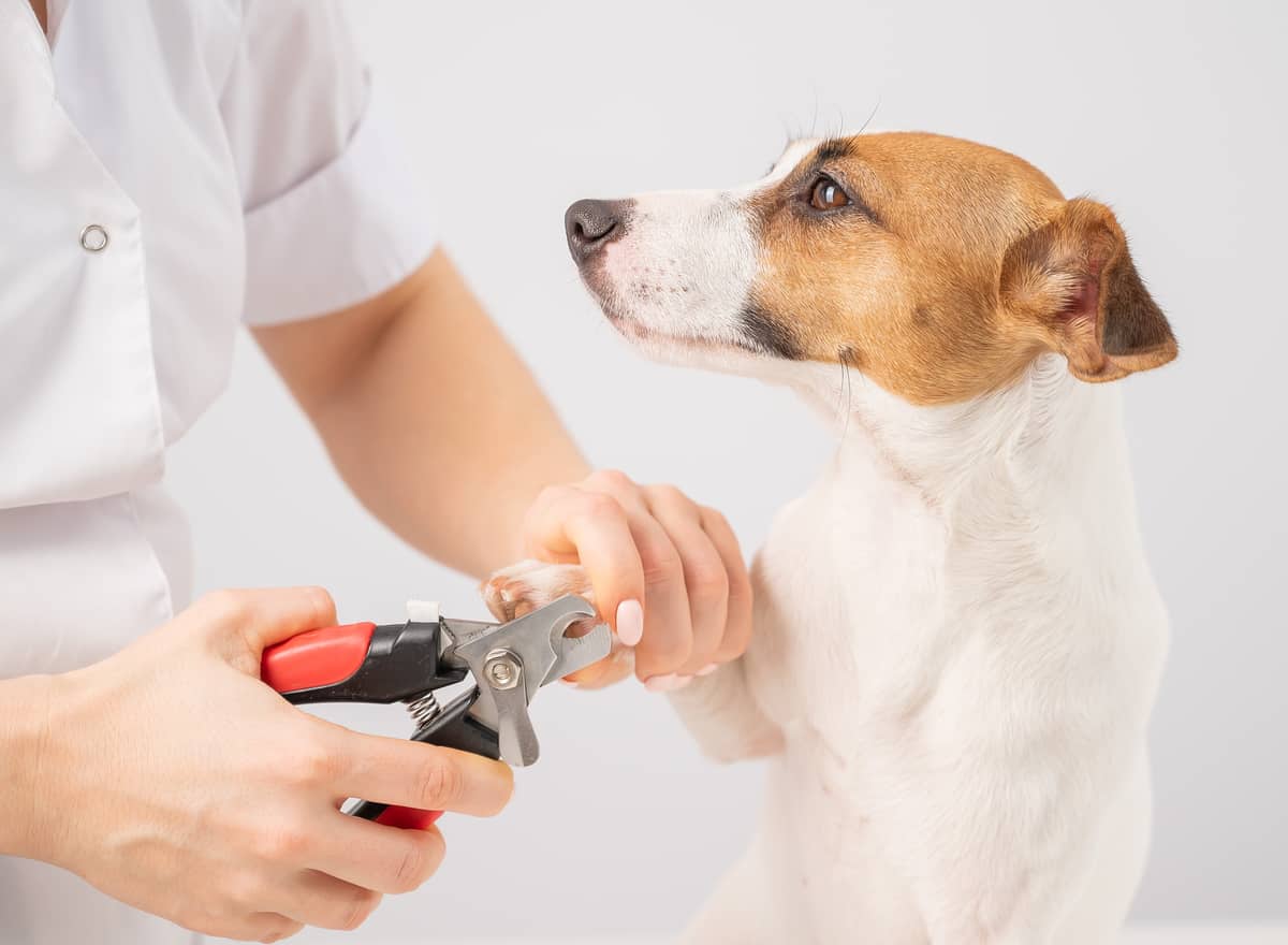 How to Clip Your Dog's Nails